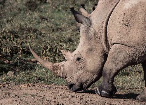 5 Days Lake Nakuru and Masai Mara safari