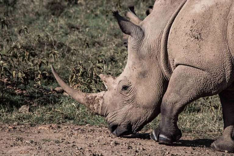 14 Days Kenya: Lonely Mountain Trails & Equatorial Safari