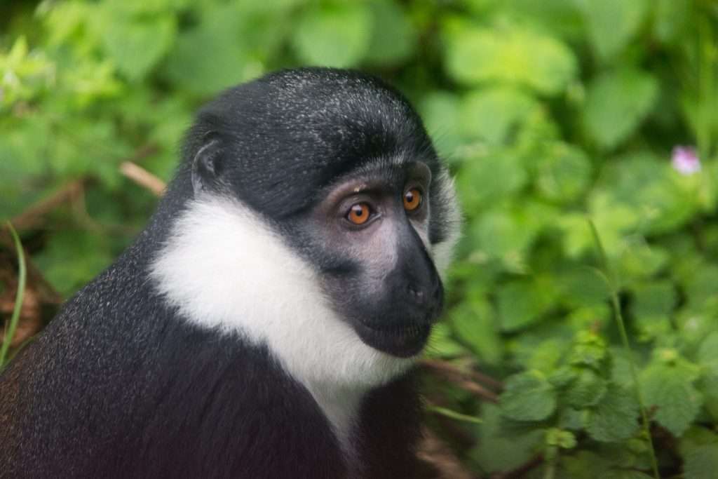 13 Days Uganda and Rwanda Safari – Wildlife, Primates & Scenic Landscapes