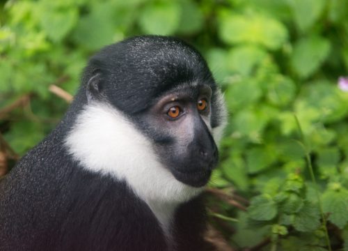 5 days Rwanda primate holiday (chimpanzees and gorillas)