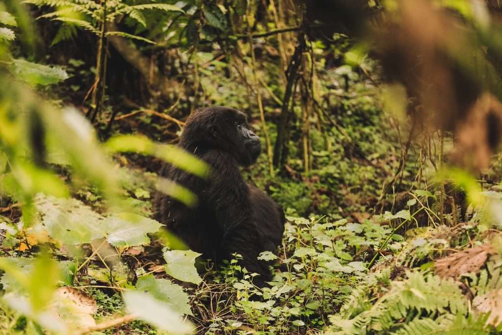 7 Days Uganda Gorilla and Wildlife safari.