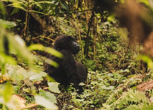 7 Days Chimpanzee and Gorilla trekking safari
