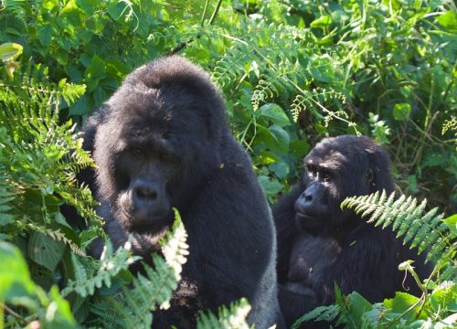 7 Days Highlights of Rwanda