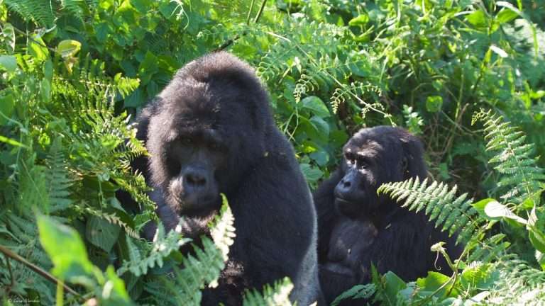 7 Days Gorillas and Tree Climbing Lions Flying Safari.