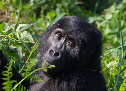 7 Days Uganda Gorilla and Wildlife safari.