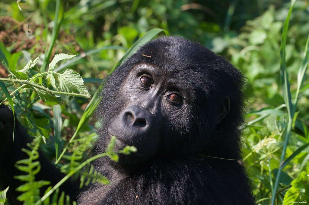 Gorilla habituation or gorilla trekking—which is the best?