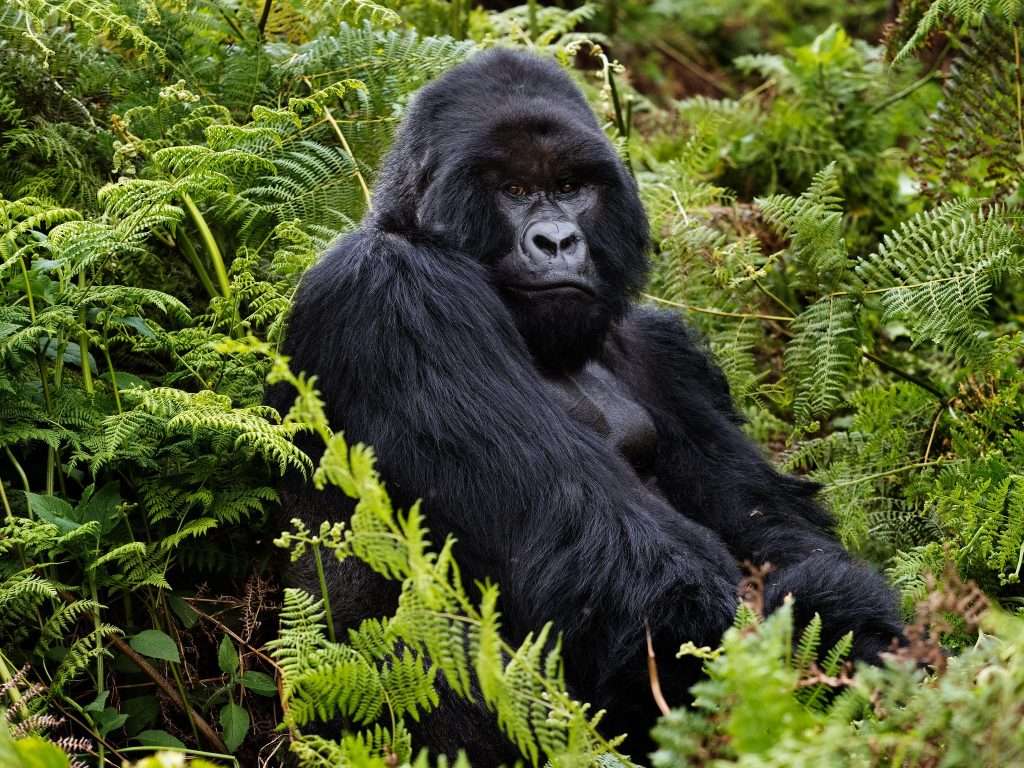 7 Days Uganda Primates trekking Safari