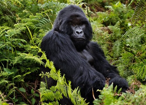 7 Days Lake Mburo, Gorillas Trekking In Bwindi And Queen Elizabeth National Park Safari