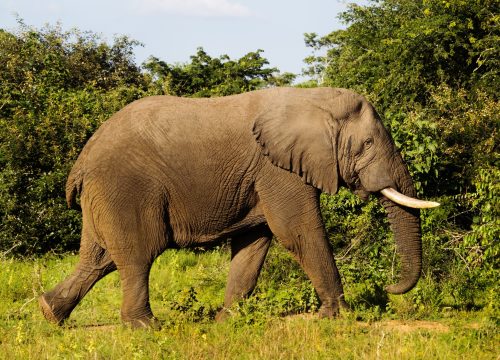 8 days Uganda Wildlife Adventure safari.