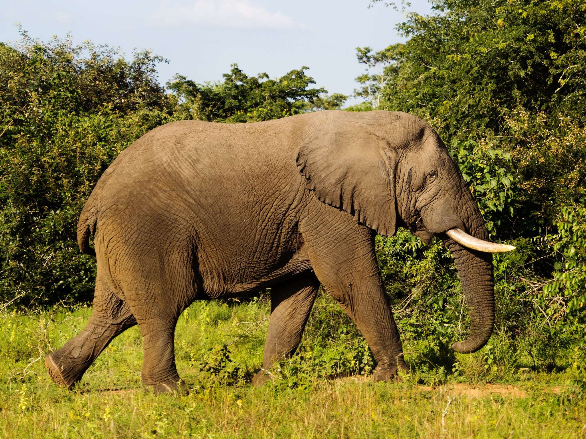 Ol Pejeta Conservancy