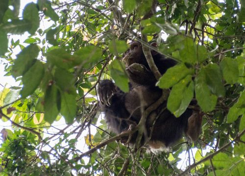 Chimpanzee Trekking in Kyambura Gorge: The Ultimate Guide
