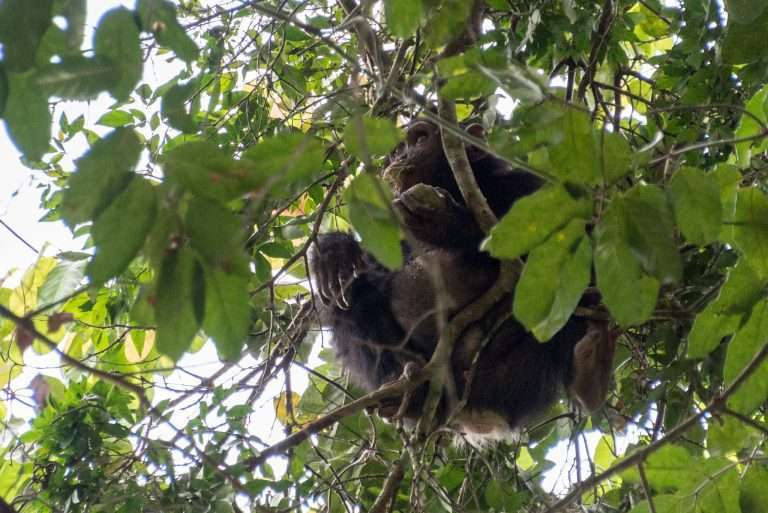 Chimpanzee Trekking in Kyambura Gorge: The Ultimate Guide
