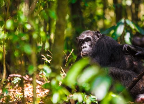 Chimpanzee trekking in Uganda.