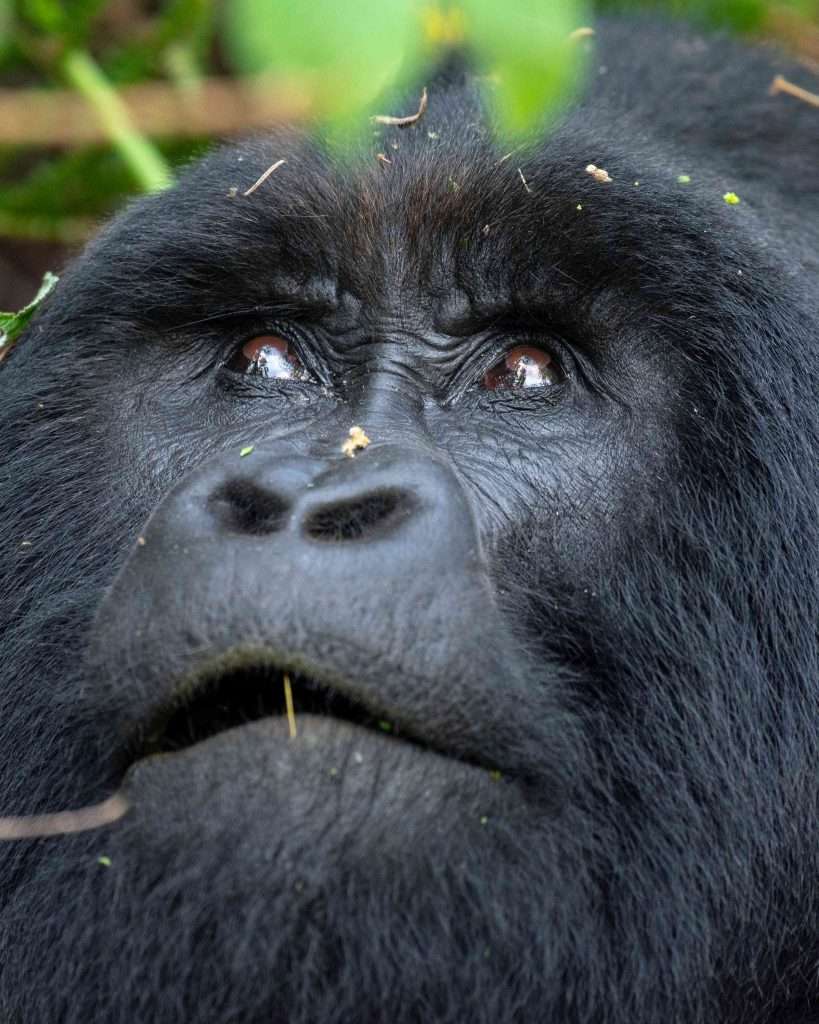 7 Days Uganda Primates trekking Safari