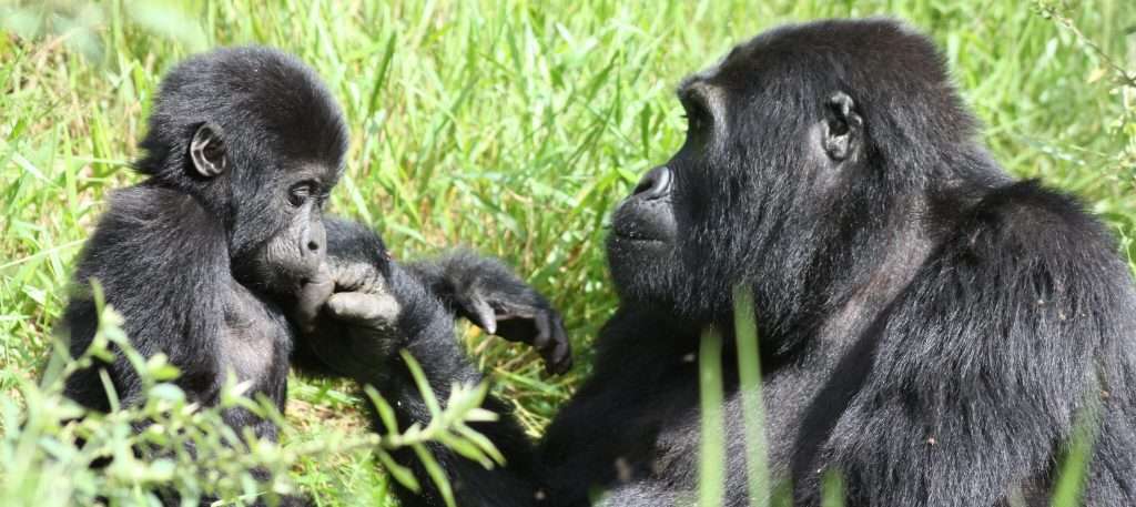 Gorilla Habituation in Bwindi Impenerable Park