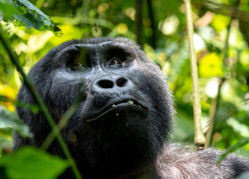 Gorilla Habituation in Bwindi Impenerable Park