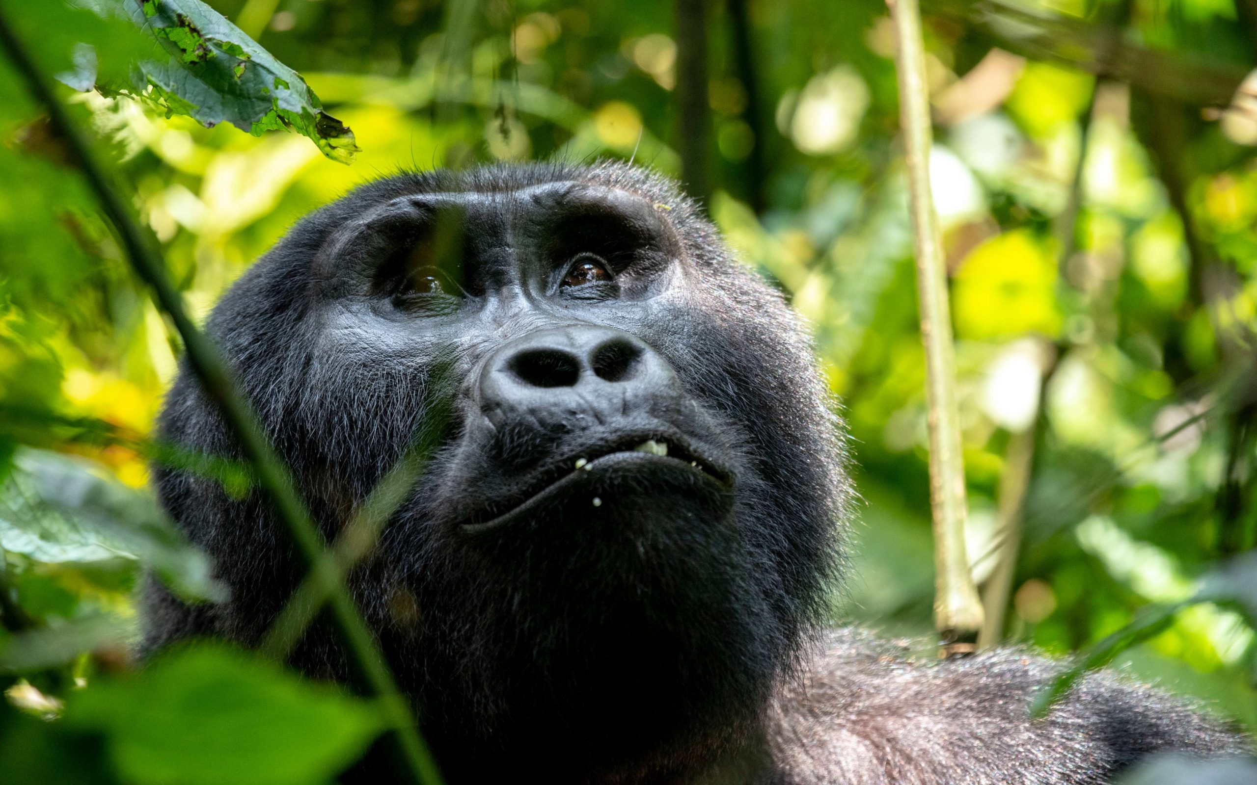 For the adventurous, Virunga National Park in Congo is home to both mountain and lowland gorillas — raw, wild, and unforgettable