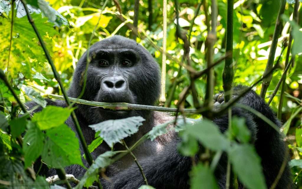 7 Days Uganda Primates trekking Safari