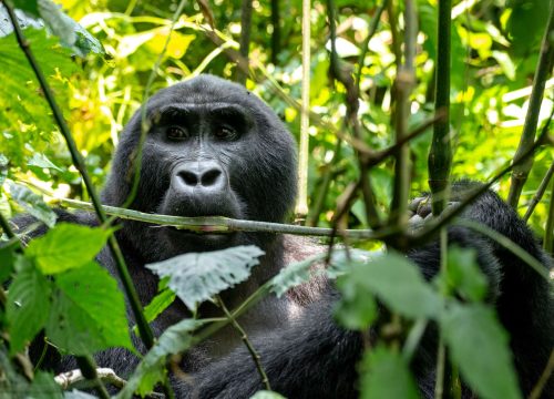 15 Days East Africa safari (Rwanda-Uganda-Kenya)