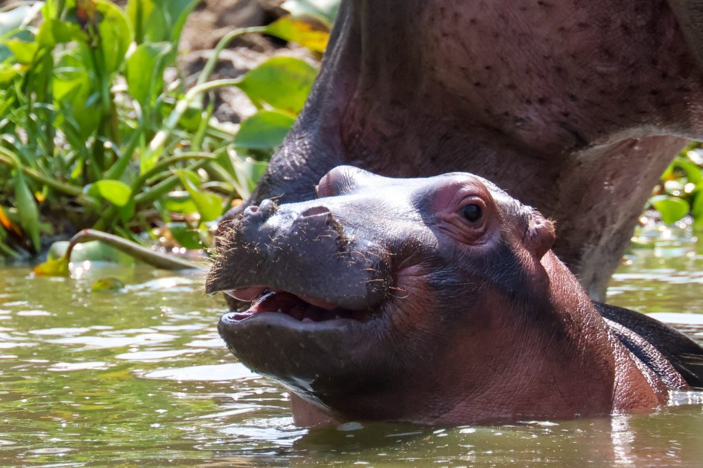 15 days Uganda Safari adventure