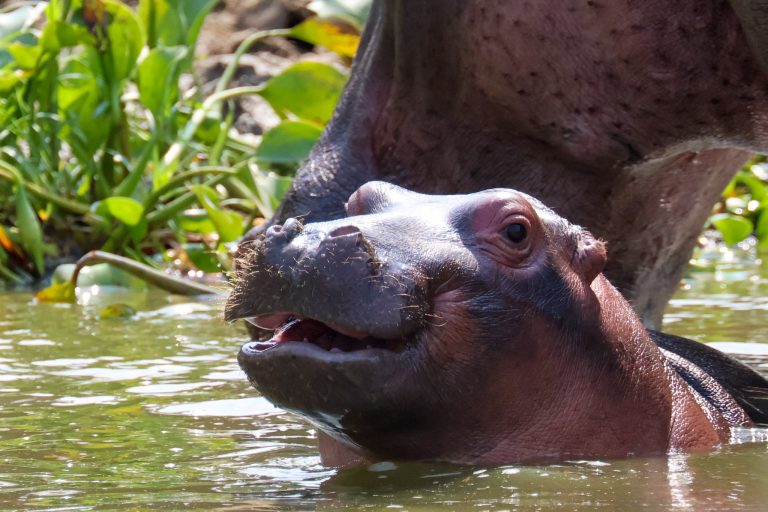 7 Days One Amazing African Week – Uganda Gorillas, Chimps & Wildlife
