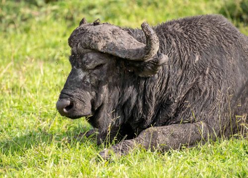 African Buffalo: The Unpredictable Giant of the Savannah