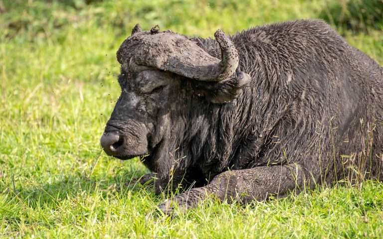 2 Days Lake Mburo National Park Tour