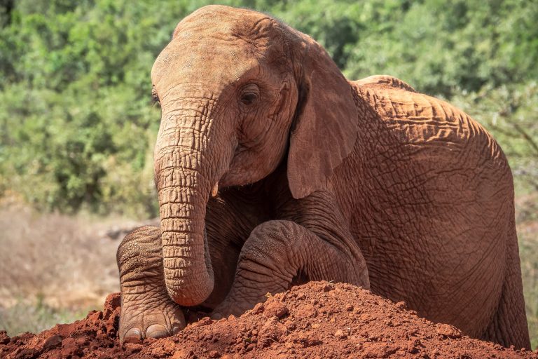 6 Days Uganda wildlife and gorilla safari