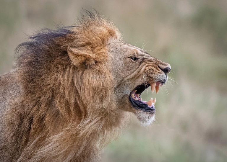 7 Days Gorillas and Tree Climbing Lions Flying Safari.