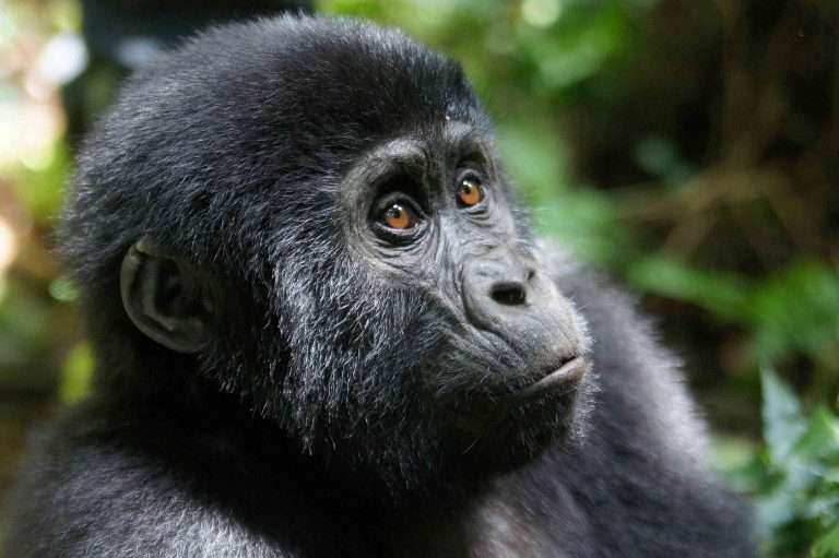 3 days Uganda gorilla habituation tour