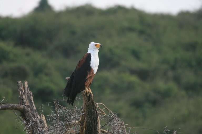 6 Days Uganda Wildlife & Chimpanzee Safari