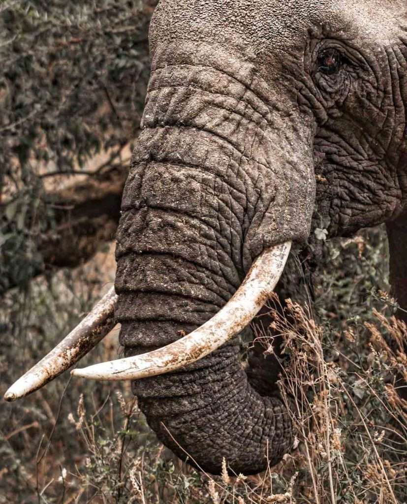 Best Kenya Family Safari Holidays & Child-Friendly Tours