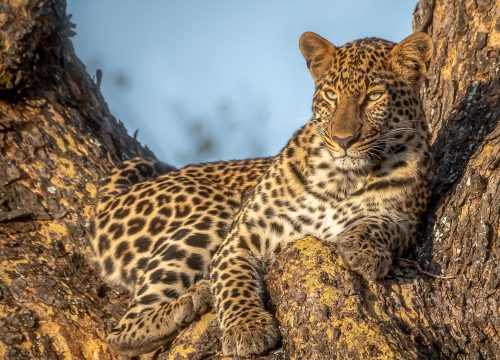 Wildlife and Game Drives