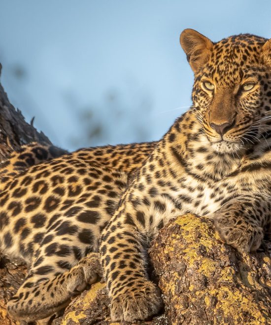 Wildlife and Game Drives