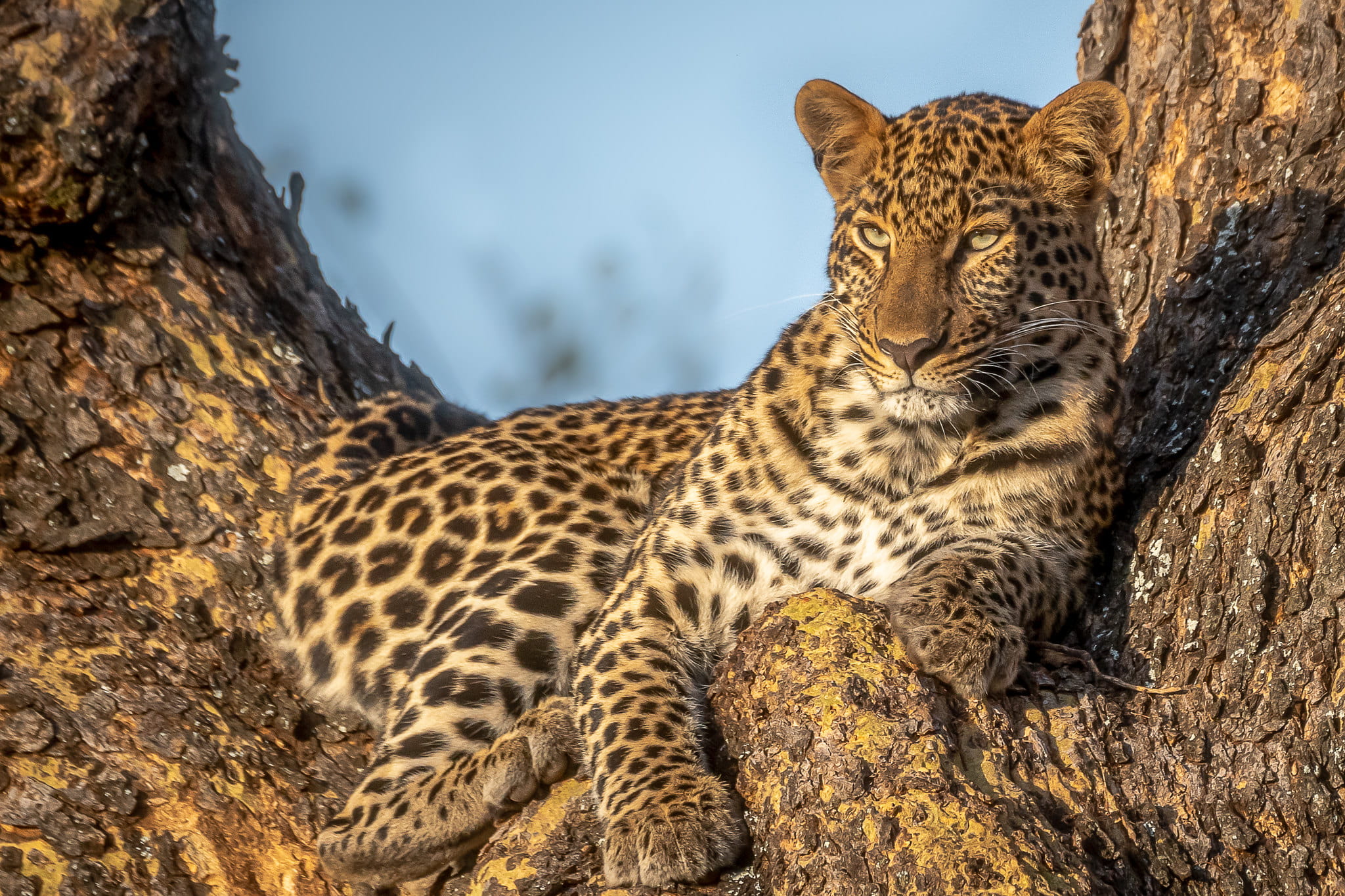 Wildlife and Game Drives