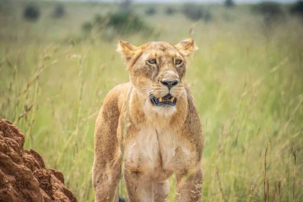 Activities in Lake Manyara National Park