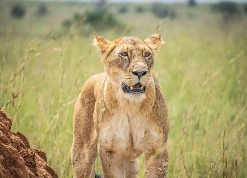 7 Days Gorillas and Tree Climbing Lions Flying Safari.