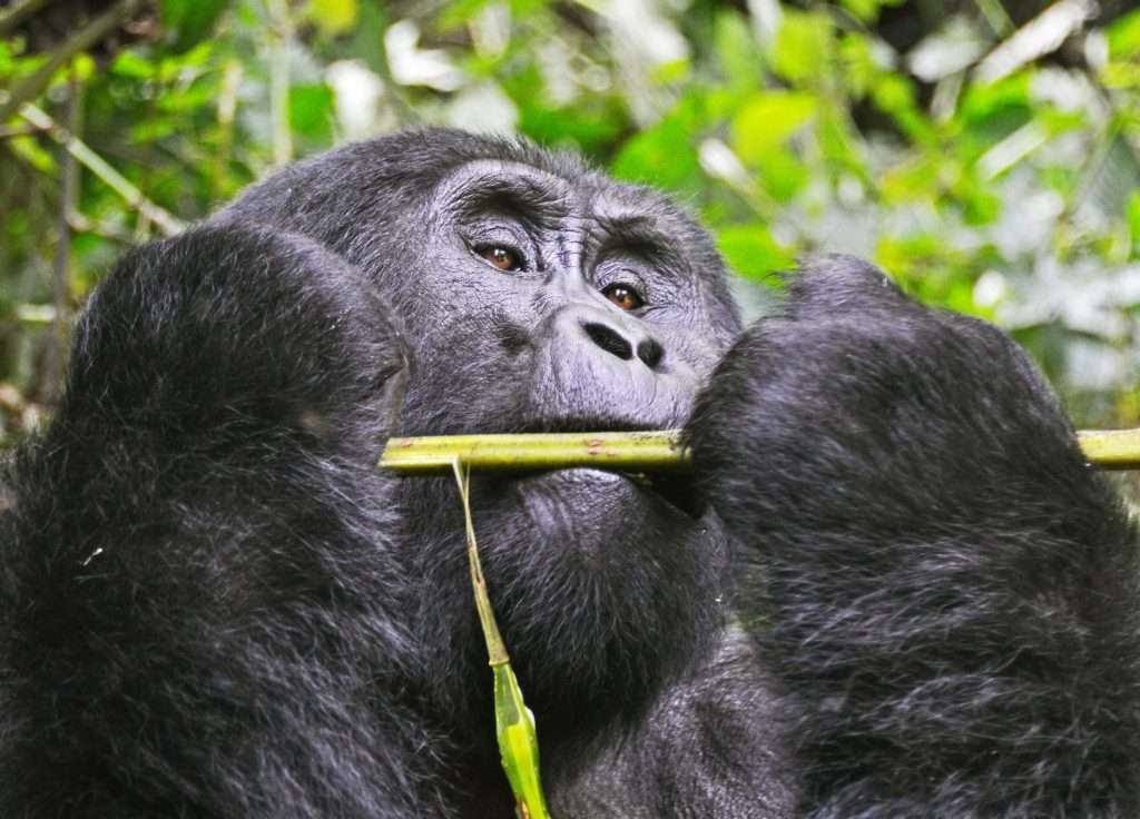 3 Days Gorilla Trekking Safari in Bwindi NP.