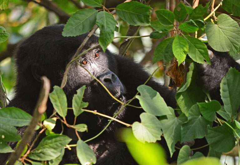 12 Days Combined Rwanda Uganda Safari.