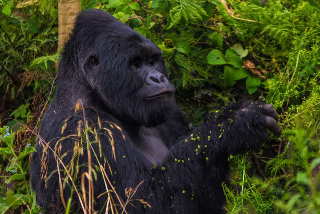 13 Days Uganda fly-in safari & primate trekking.