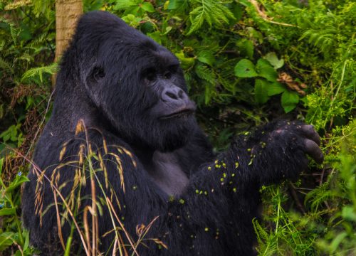 3 Day Fly For Gorillas Bwindi National Park Uganda