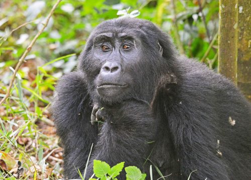 3 Days Gorilla Trekking Safari