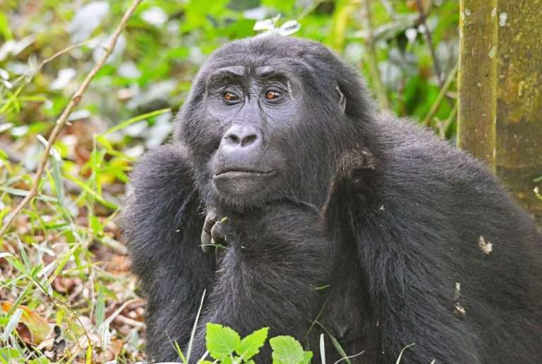 5 days Uganda Gorilla Trekking Safari