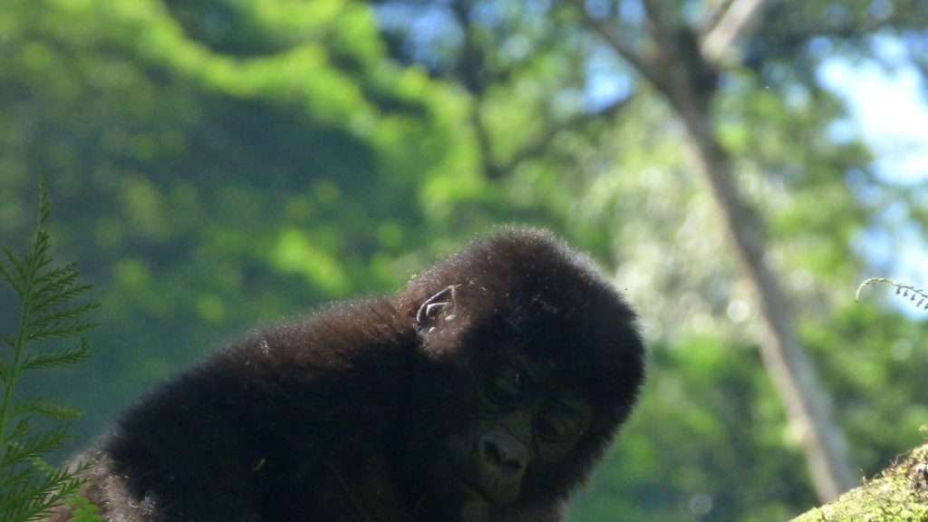 5 Days Flying gorilla trekking safari in Bwindi NP