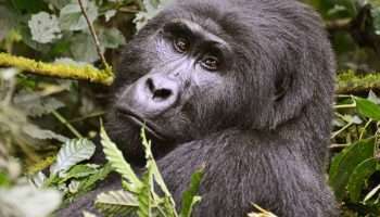 Best time to visit Uganda for gorilla trekking.