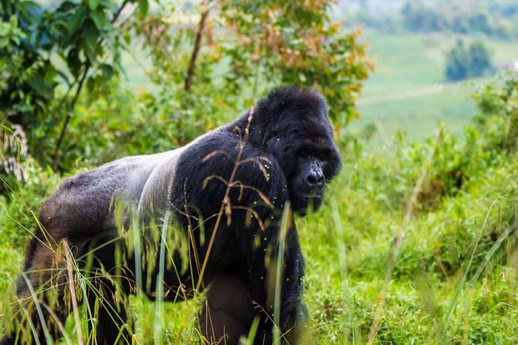 General overview of Gorilla Trekking in East Africa in 2026