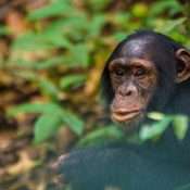 Chimpanzee trekking adventure in Kibale Forest National Park Uganda