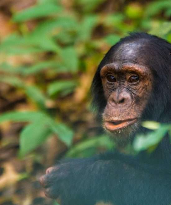 Chimpanze Trekking in Kibale