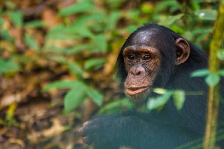 8 Days (7 Nights) Gorilla, Chimpanzee & Big Game Classic Safari