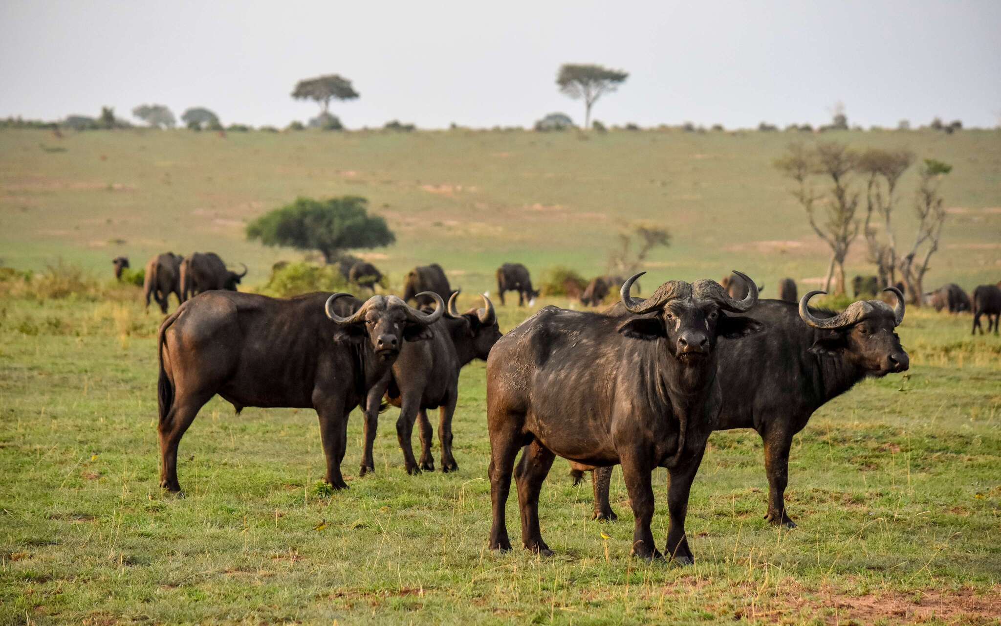 8 Days Uganda Big Five Safari (1)